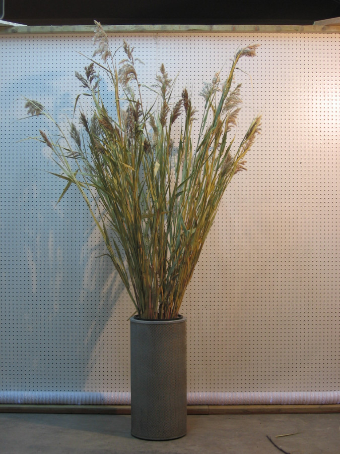 common reedgrass
